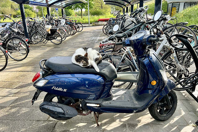 Moped cat