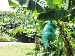 Régime de bananes, Gros-Morne, Martinique