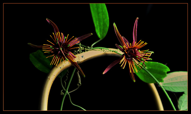 Passiflora 'Sunfire'