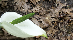 Asian Skunk Cabbage