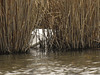 20180403 3388CPw [D~AUR] Löffler (Platalea leucorodia), Leybucht, Greetsiel