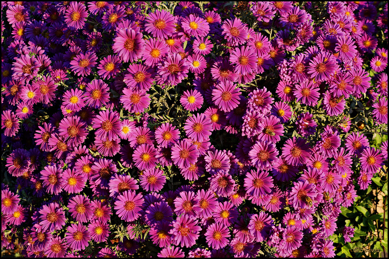 Herbstastern im Abendlicht