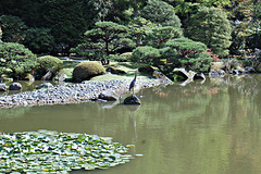 Japanese Garden