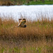 Short eared owl