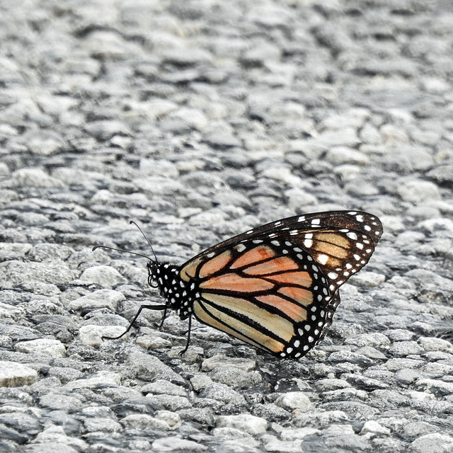 Day 2, Monarch butterfly, Rockport, South Texas