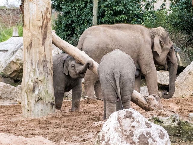 Elephants enjoying a log swing