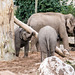 Elephants enjoying a log swing
