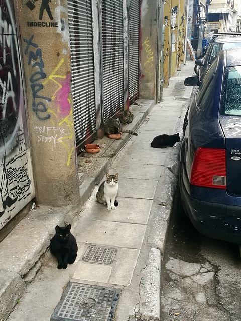 Athens 2020 – Cats