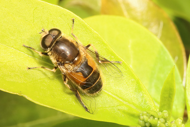 IMG 1765Hoverfly