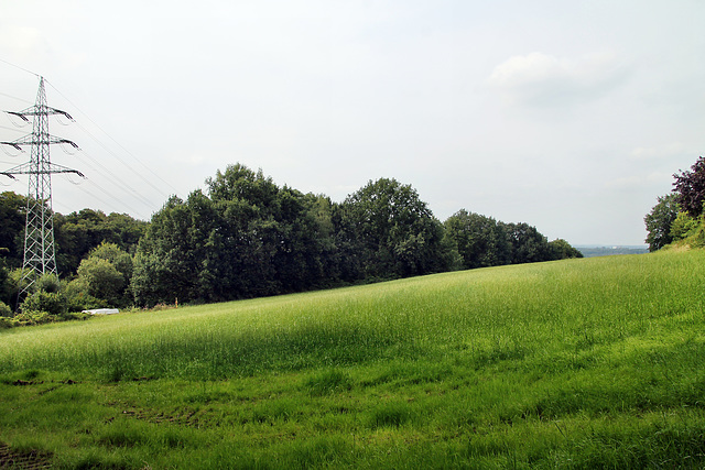 Landschaft am Langeloh (Castrop-Rauxel) / 3.08.2024