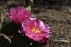Engelmann's Prickly Pear