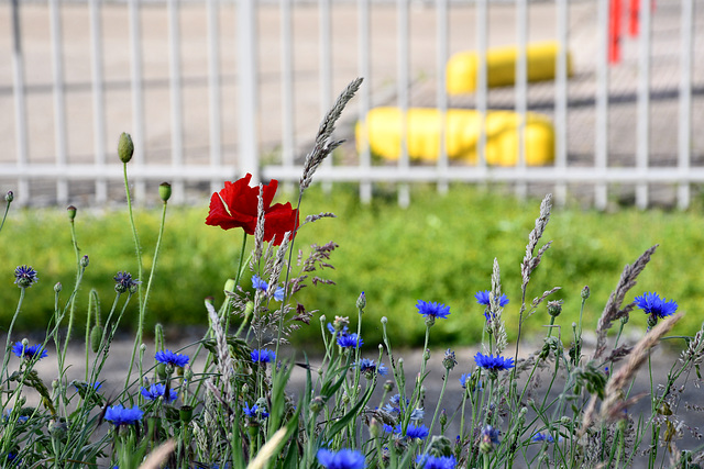 HFF--poppy fence