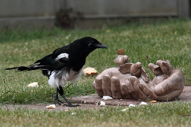 IMG 7507 Magpie dpp