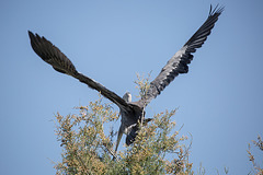 20150518 7879VRTw [R~F] Graureiher (Ardea cinerea), Parc Ornithologique, Camargue