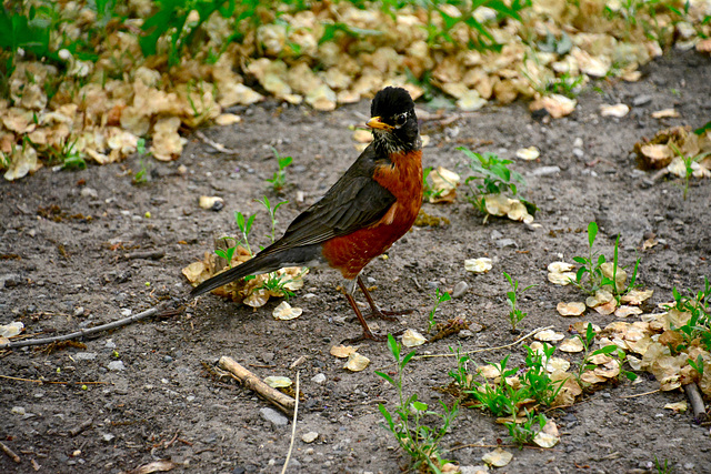 Canada 2016 – Toronto – American Robin