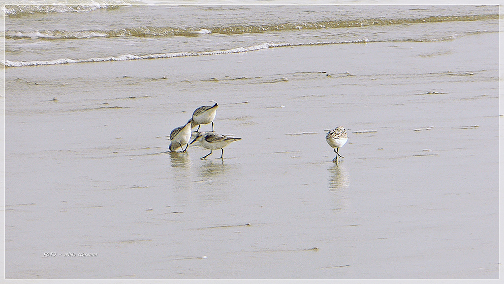 Sanderlinge - sandpiper