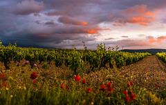 amapolas en la viña y en el cielo