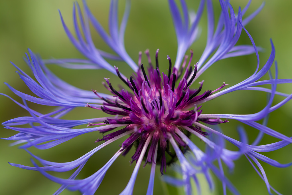 Berg-Flockenblume