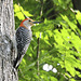 Red-bellied Woodpecker