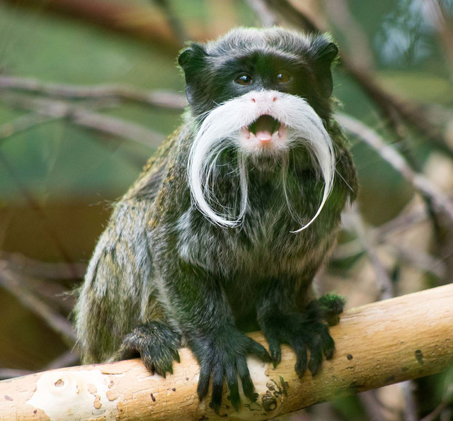 Emperor tamarin