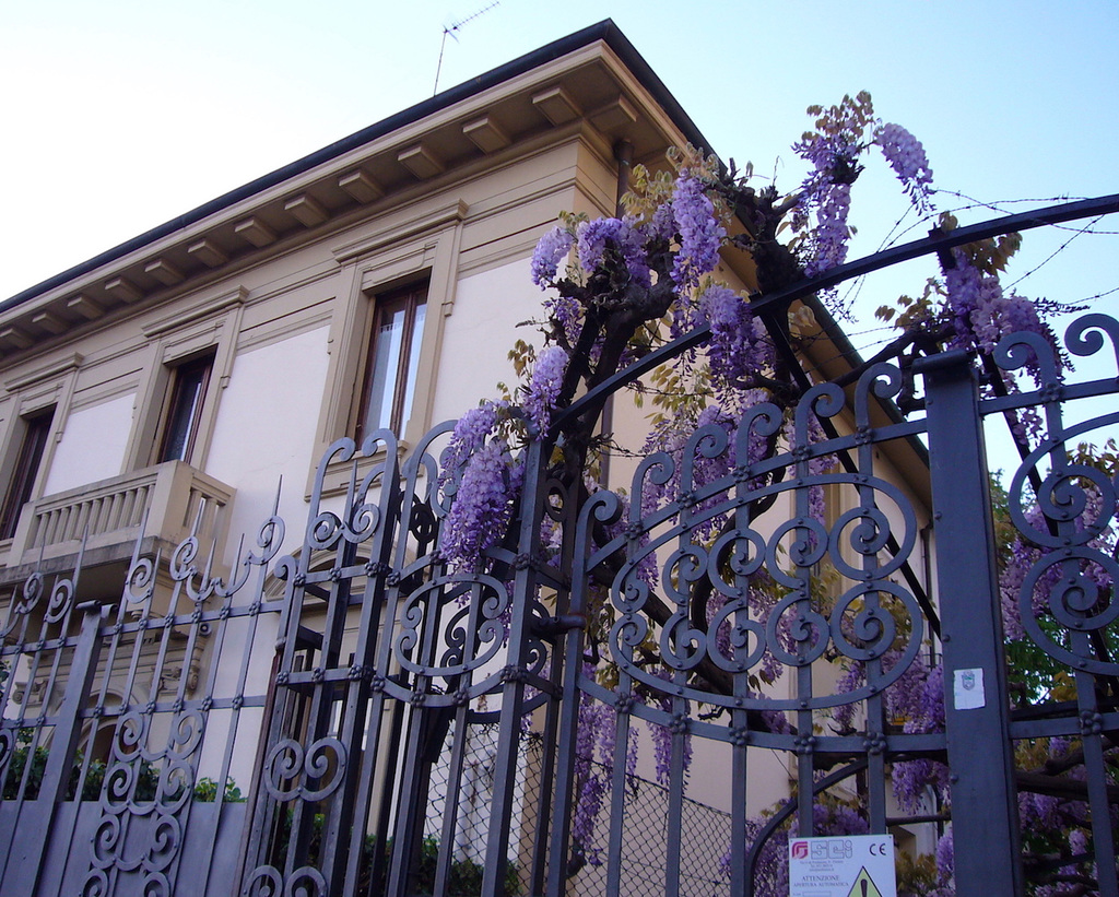 Fence and wisteria  HFF! (with PIP)