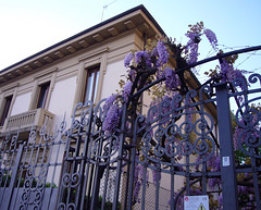 Fence and wisteria  HFF! (with PIP)