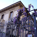 Fence and wisteria  HFF! (with PIP)