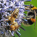 20230716 2189CPw [D~LIP] Kugeldistel, Honigbiene, Gelbbindige Furchenbiene, Erdhummel Bombus terrestris), Bad Salzuflen