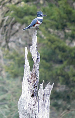 Belted kingfisher