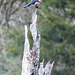 Belted kingfisher