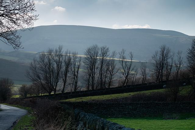 Derbyshire Level Trees