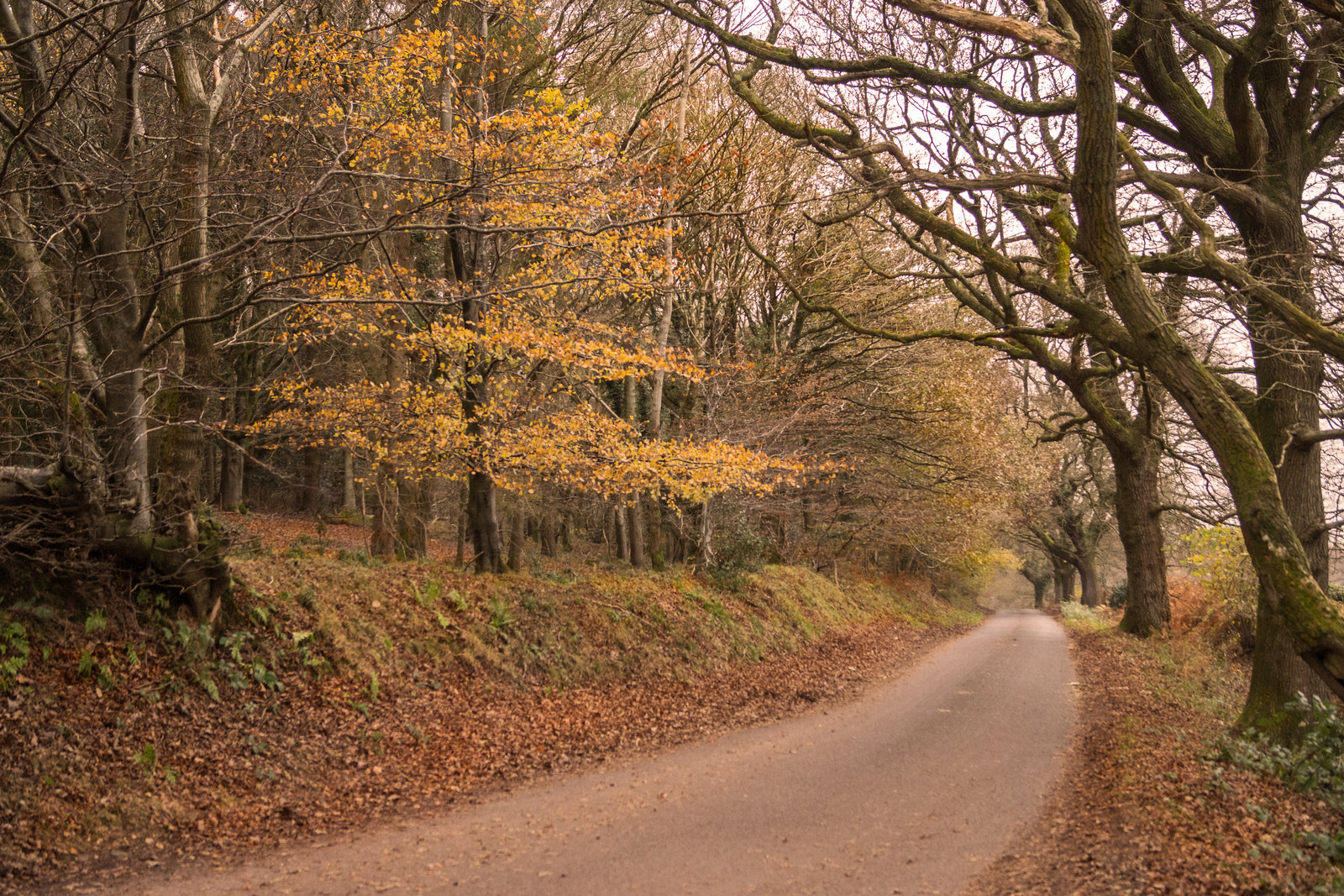 Downhill to Winter