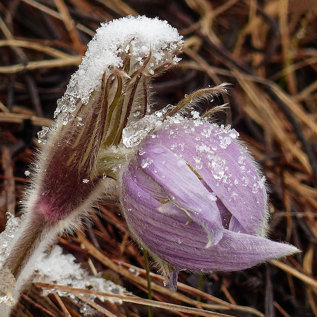 Ice crystals on Prairie Crocus