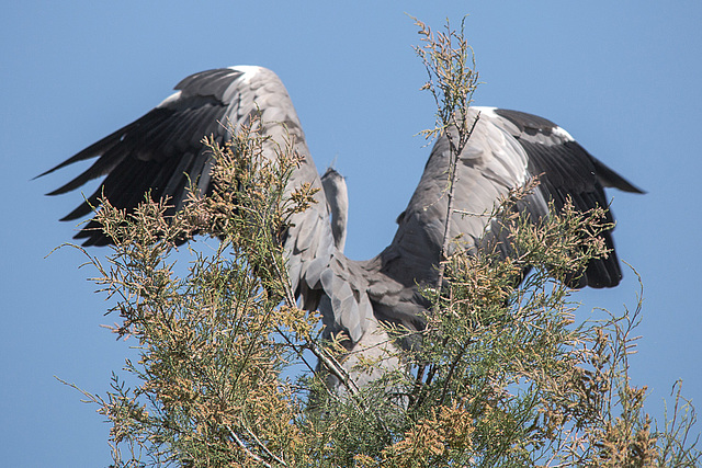 20150518 7880VRTw [R~F] Graureiher (Ardea cinerea), Parc Ornithologique, Camargue