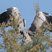 20150518 7880VRTw [R~F] Graureiher (Ardea cinerea), Parc Ornithologique, Camargue