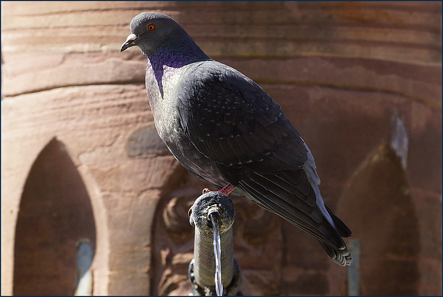 Wasservogel