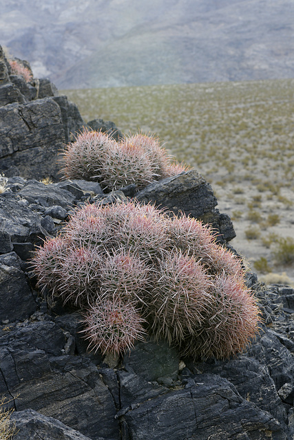 Barrel Cactus