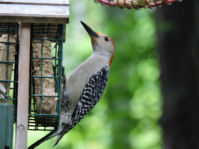Red-bellied Woodpecker
