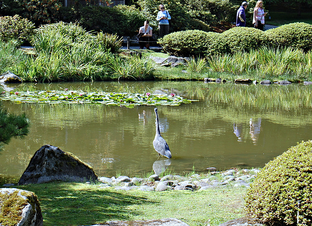 Japanese Garden