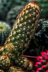 cactus erectus