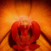 Coeur d'orchidée DxO  1080