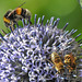 20230716 2190CPw [D~LIP] Kugeldistel, Honigbiene, Gelbbindige Furchenbiene, Erdhummel Bombus terrestris), Bad Salzuflen