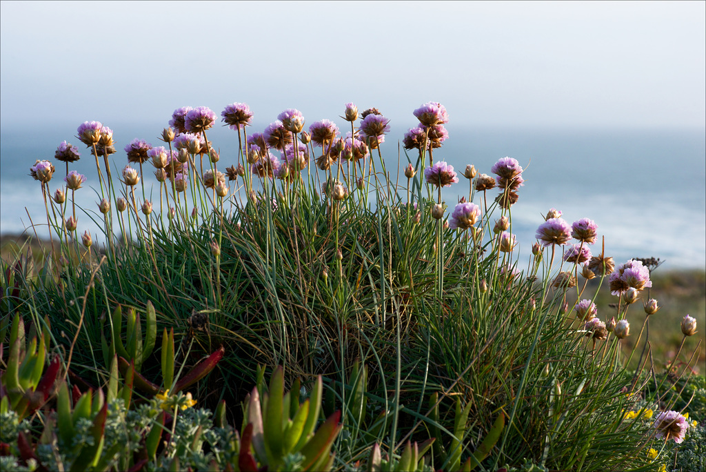 Armeria welwitschii , Erva-divina, Guincho.