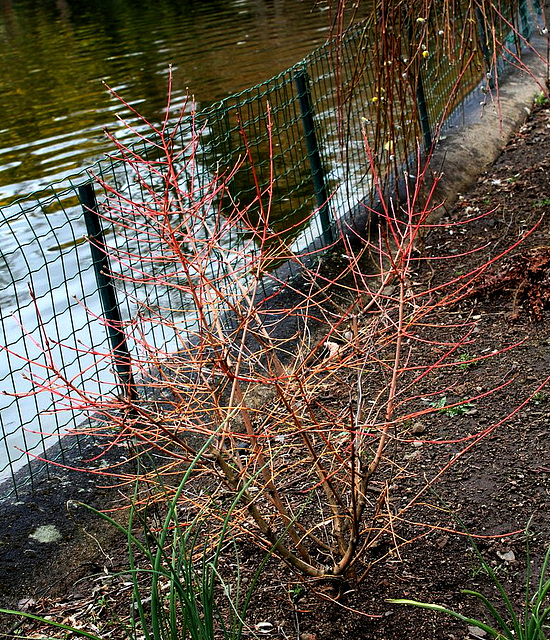 Cornus sanguinea