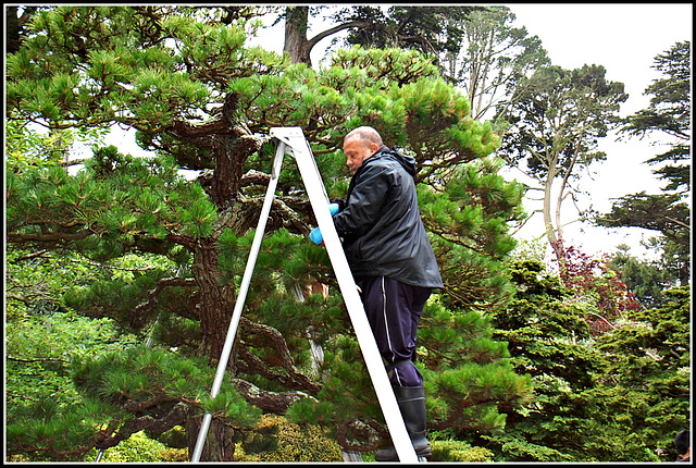 Tree shaping