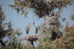 20150518 7886VRTw [R~F] Graureiher (Ardes cinerea), Parc Ornithologique, Camargue