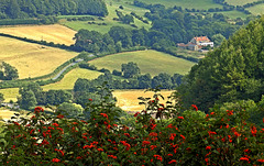 Everly in early Autumn