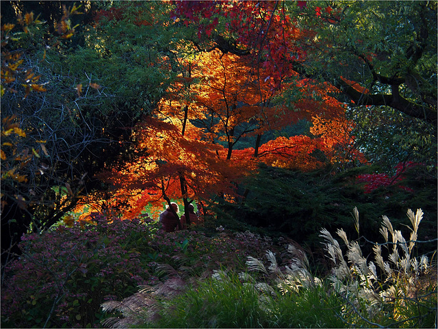Les feux de l'automne Les feux de l'automne