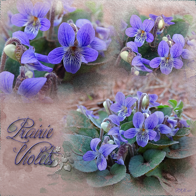 Violets