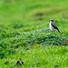 Wheatear